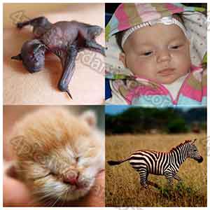 100-pics-baby-animals-answers