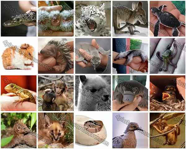100-pics-baby-animals-level-61-80-answers