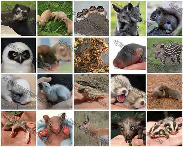 100-pics-baby-animals-level-81-100-answers