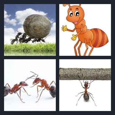4-pics-1-word-ant