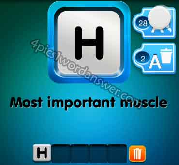 one-clue-most-important-muscle