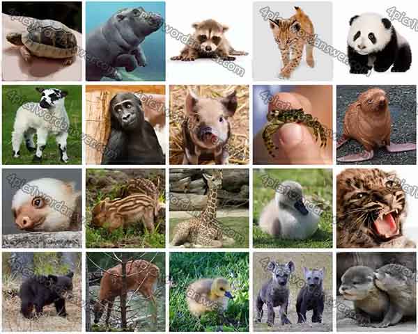 100 Pics Baby Animals Level 21 - 40 Answers | 4 Pics 1 Word Daily Puzzle  Answers