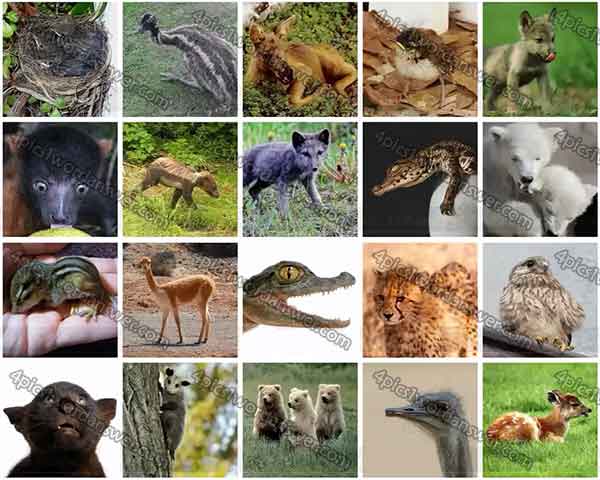 100-pics-baby-animals-level-41-60-answers