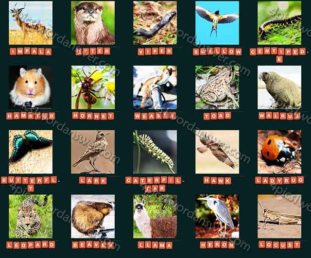 guess-animal-2015-level-81-100-answers