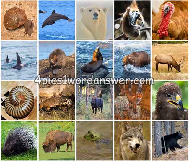 100-pics-us-wildlife-cheats