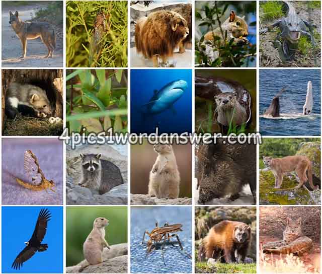 100-pics-us-wildlife-level-21-40-answers