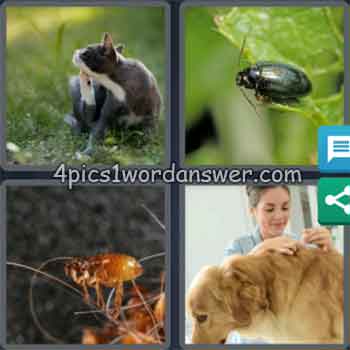 4-pics-1-word-daily-puzzle-july-13-2020