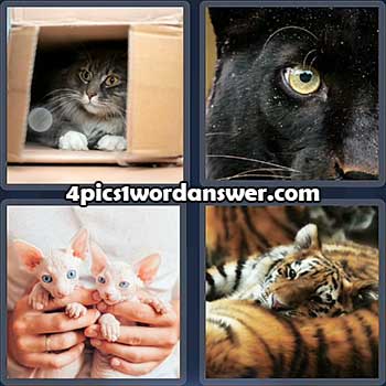 4-pics-1-word-daily-puzzle-february-3-2022