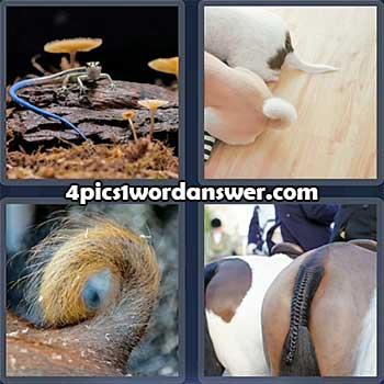 4-pics-1-word-daily-puzzle-february-16-2022
