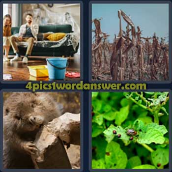 4-pics-1-word-daily-bonus-puzzle-january-11-2024
