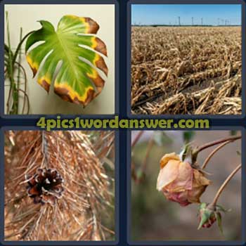 4-pics-1-word-daily-bonus-puzzle-march-7-2024